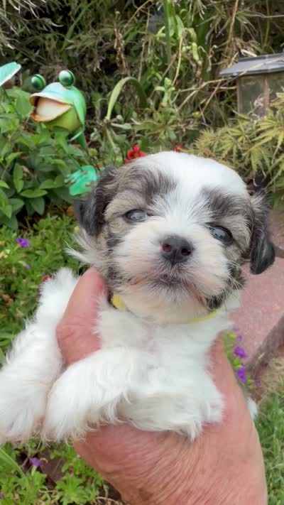 Tiny, a male Shichon for sale in Tupelo, MS – 6 of 6