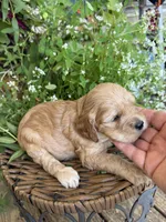 Sarah, a female Cockapoo for sale in Tupelo, MS – 5 of 7