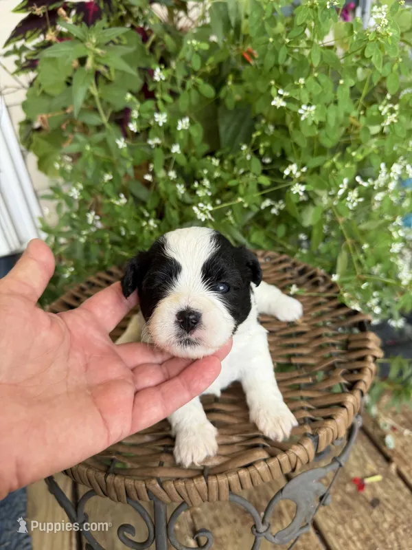 Mable – Shichon puppy for sale in Tupelo, MS