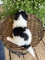 Mark, a male Shichon for sale in Tupelo, MS – 3 of 7