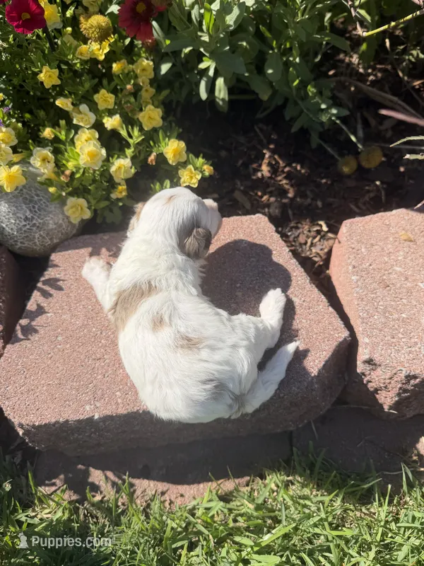 Rod – Maltipoo puppy for sale in Tupelo, MS