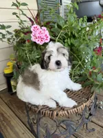 Adam, a male Maltipoo for sale in Tupelo, MS – 4 of 7