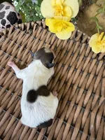Adam, a male Maltipoo for sale in Tupelo, MS – 2 of 4