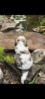 Loyd, a male Shichon for sale in Tupelo, MS – 2 of 6