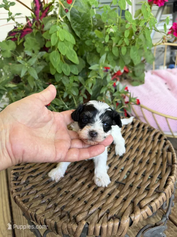 Lionel – Maltipoo puppy for sale in Tupelo, MS
