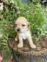 Evelyn, a female Cockapoo for sale in Tupelo, MS – 4 of 6