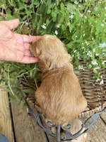Jake , a male Cockapoo for sale in Tupelo, MS – 4 of 7