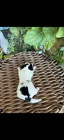 Lionel, a male Maltipoo for sale in Tupelo, MS – 2 of 7