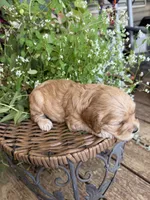 Sarah, a female Cockapoo for sale in Tupelo, MS – 3 of 7