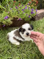 Betty, a female Shichon for sale in Tupelo, MS – 5 of 9