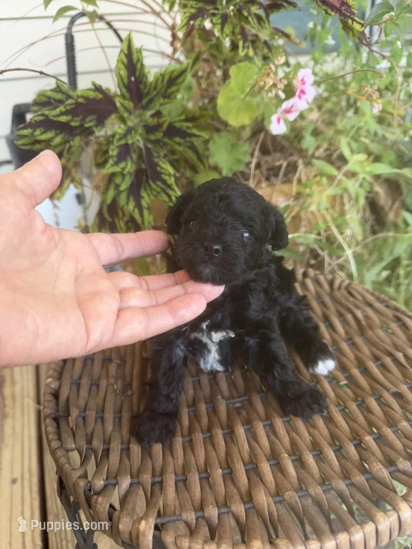 Precious  – Poodle - Toy  puppy for sale in Tupelo, MS