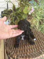 Precious , a female Poodle - Toy  for sale in Tupelo, MS – 1 of 5