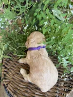Evelyn, a female Cockapoo for sale in Tupelo, MS – 5 of 6