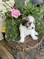 Adam, a male Maltipoo for sale in Tupelo, MS – 6 of 7