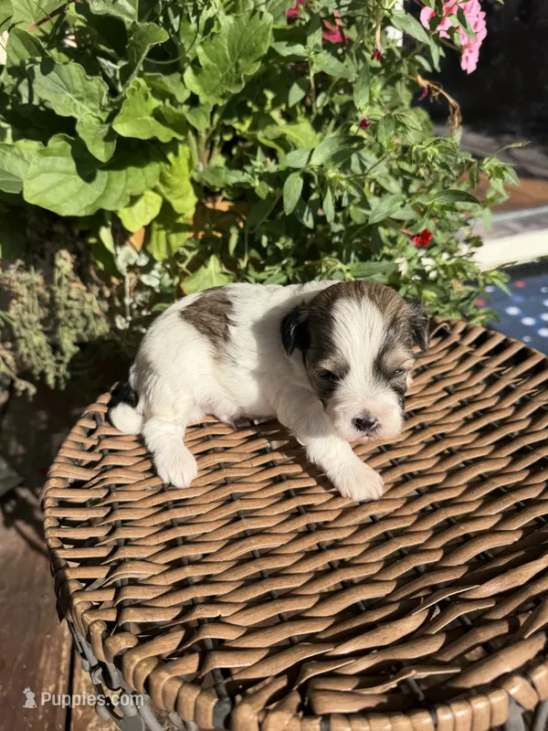 Adam – Maltipoo puppy for sale in Tupelo, MS