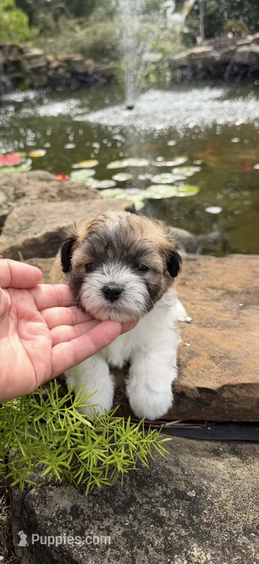 Rip – Shichon puppy for sale in Tupelo, MS