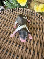 George, a male Maltipoo for sale in Tupelo, MS – 1 of 4