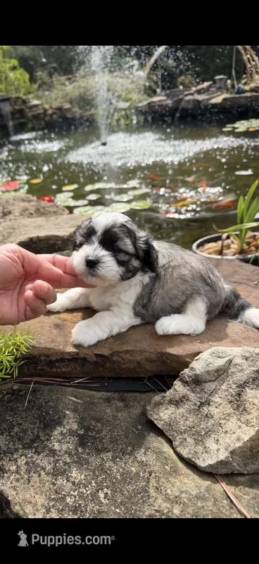 Casey – Shichon puppy for sale in Tupelo, MS