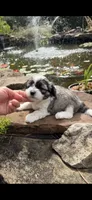 Casey, a male Shichon for sale in Tupelo, MS – 1 of 6
