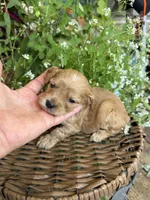 Jake , a male Cockapoo for sale in Tupelo, MS – 2 of 7