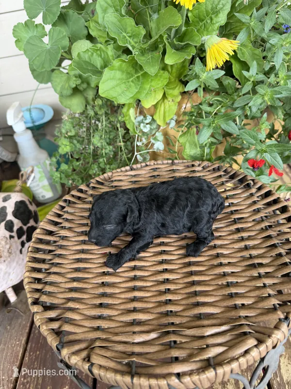 Clint – Maltipoo puppy for sale in Tupelo, MS
