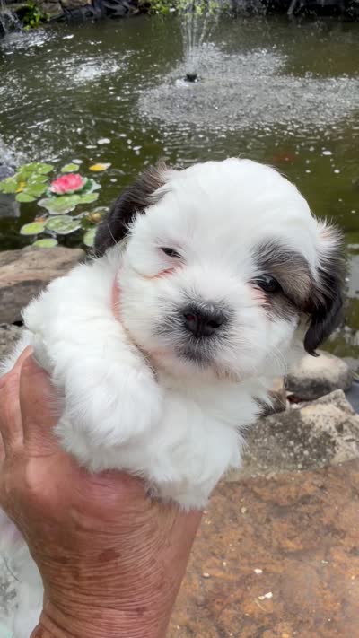 Beth, a female Shichon for sale in Tupelo, MS – 5 of 6