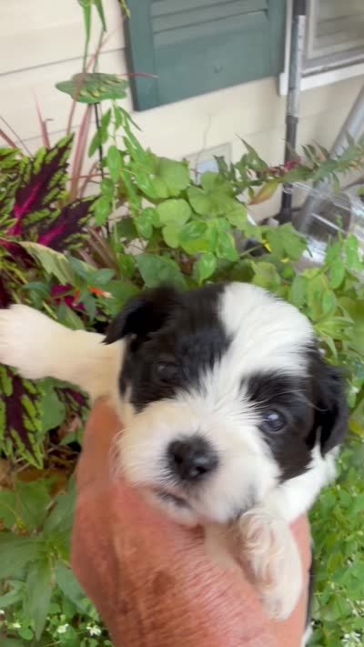 Mavis, a female Shichon for sale in Tupelo, MS – 4 of 7