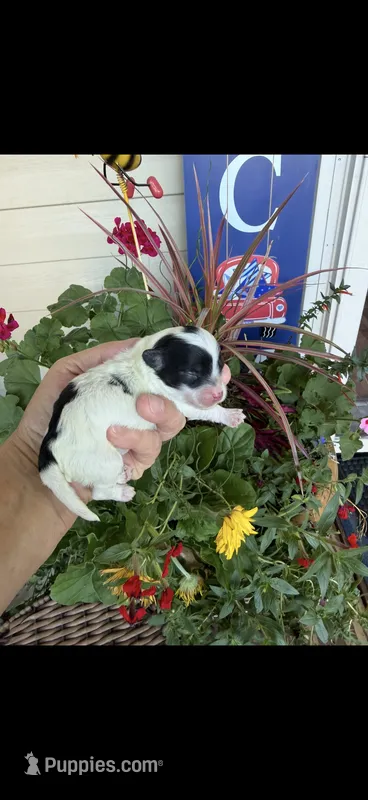 Lionel – Maltipoo puppy for sale in Tupelo, MS