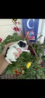 Lionel, a male Maltipoo for sale in Tupelo, MS – 1 of 7