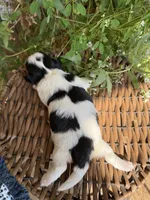 Mavis, a female Shichon for sale in Tupelo, MS – 5 of 7