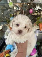 Lily, a female Poochon for sale in Tupelo, MS – Photo 5 of 9