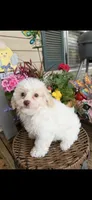 Lily, a female Poochon for sale in Tupelo, MS – Photo 3 of 7
