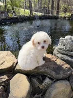 Lily, a female Poochon for sale in Tupelo, MS – Photo 6 of 7