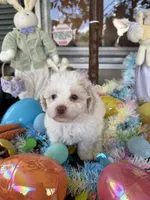 Lily, a female Poochon for sale in Tupelo, MS – Photo 8 of 9