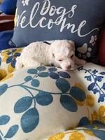 Violet, a female Poochon for sale in Tupelo, MS – Photo 4 of 5