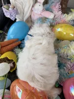 Lily, a female Poochon for sale in Tupelo, MS – Photo 6 of 9