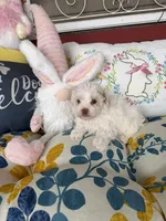 Lily, a female Poochon for sale in Tupelo, MS – Photo 9 of 9