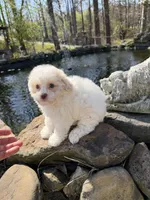 Lily, a female Poochon for sale in Tupelo, MS – Photo 5 of 7