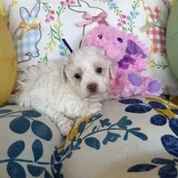 Lily, a female Poochon for sale in Tupelo, MS – Photo 2 of 9