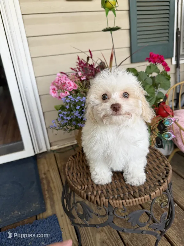 Lily – Poochon puppy for sale in Tupelo, MS