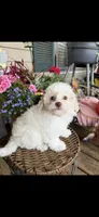 Lily, a female Poochon for sale in Tupelo, MS – Photo 4 of 7