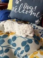 Violet, a female Poochon for sale in Tupelo, MS – Photo 5 of 5