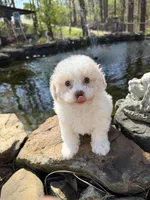 Lily, a female Poochon for sale in Tupelo, MS – Photo 2 of 7