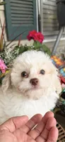 Lily, a female Poochon for sale in Tupelo, MS – Photo 1 of 7
