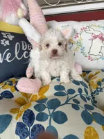 Lily, a female Poochon for sale in Tupelo, MS – Photo 7 of 9