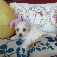 Lily, a female Poochon for sale in Tupelo, MS – Photo 4 of 9