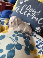 Violet, a female Poochon for sale in Tupelo, MS – Photo 3 of 5