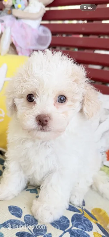 Lily – Poochon puppy for sale in Tupelo, MS