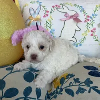 Lily, a female Poochon for sale in Tupelo, MS – Photo 1 of 9