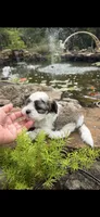 Loyd, a male Shichon for sale in Tupelo, MS – 5 of 6